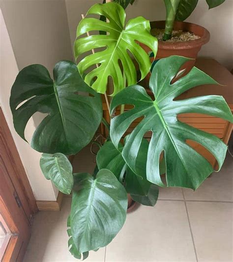 Monstera Borsigiana Care Plus Albo and Aurea Variegata - Homes Pursuit