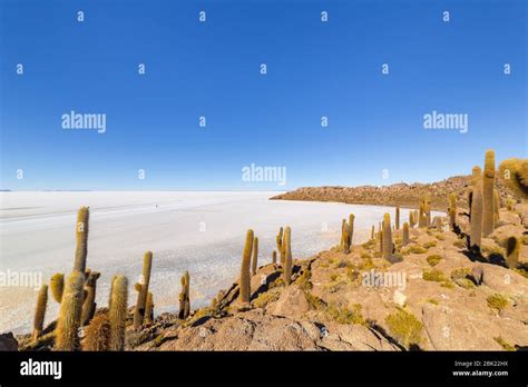 Incahuasi island (Cactus Island) located on Salar de Uyuni, the world's ...