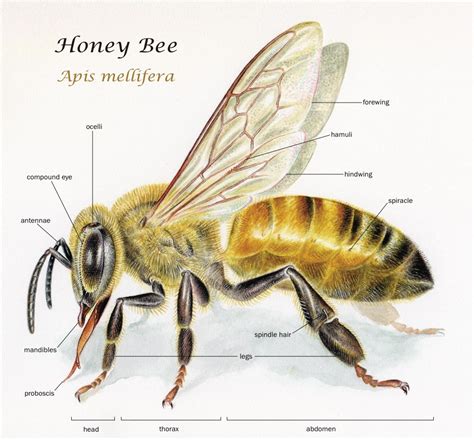 Scientific Illustration | noelbadgespugh: Honey Bee (Apis mellifera)