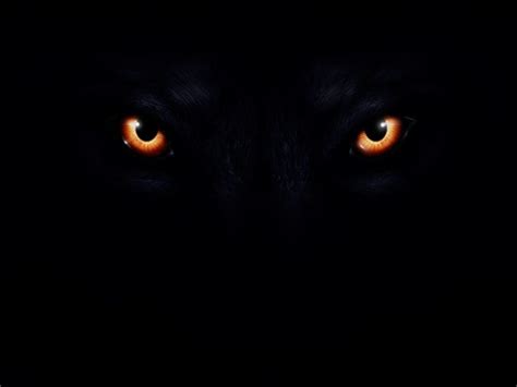 Wolf Eyes Wallpapers - Top Free Wolf Eyes Backgrounds - WallpaperAccess