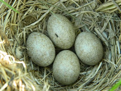 Into the Nest: There is nothing so beautiful as a bird's egg — Madison Audubon