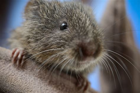 Saving the endangered vole