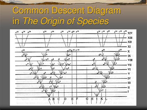 PPT - Advanced Honors Biology Focus on Evolution PowerPoint Presentation - ID:2289114