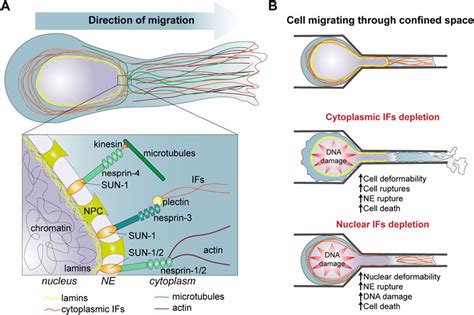 Frontiers | Intermediate filaments: Integration of cell mechanical properties during migration