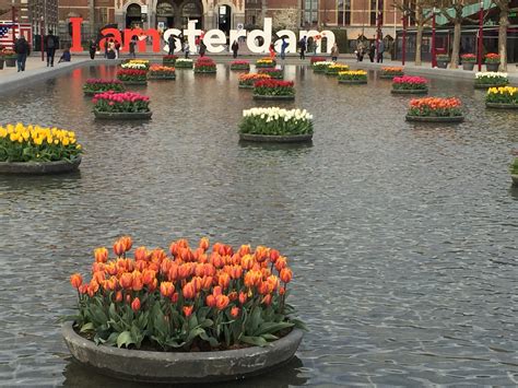 It's nearly spring, and Amsterdam is ready to celebrate with 500,000 tulips - DutchNews.nl