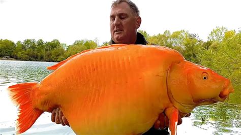 Orange carp weighing more than 30 kilos, one of the largest in Europe, caught