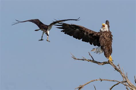 Osprey attacking Bald Eagle Photograph by Dan Ferrin - Pixels