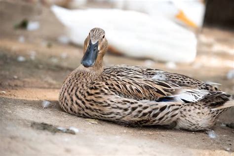 How does a male duck impregnate a female duck? - Birdful