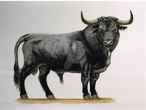 Toro+de+lidia+Spanish+Bull+by+RdelaS.deviantart.com+on+@DeviantArt | Bull painting, Bull artwork ...