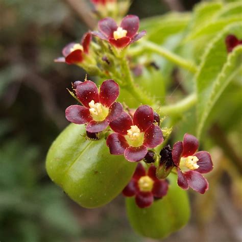 SERNEC - Jatropha gossypiifolia