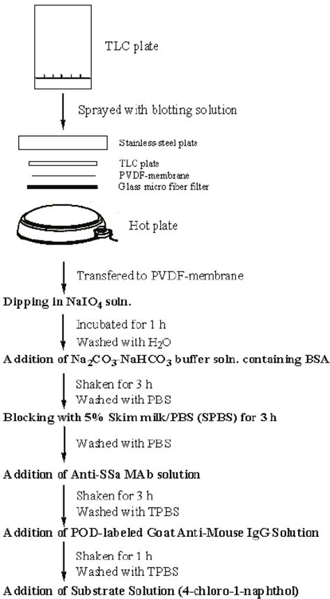 Eastern blotting protocol | Download Scientific Diagram