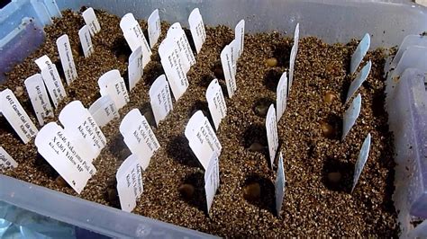 Germinating Clivia Seeds - YouTube