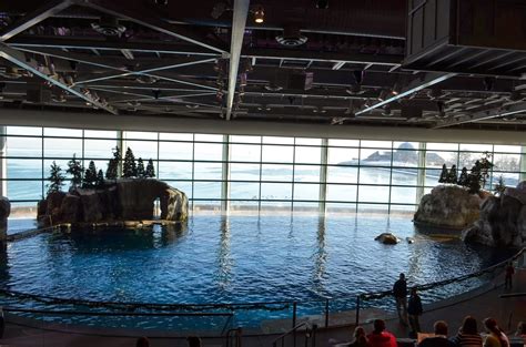 5 Reasons You Have to Visit Shedd Aquarium at Least Once