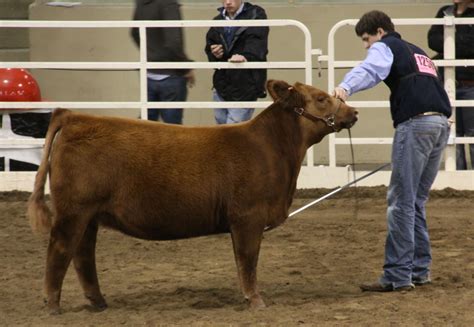 NWSS – Junior Red Angus | The Pulse