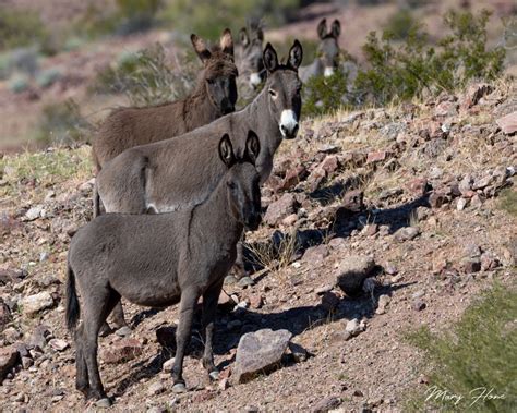 Best Wild Burro Day EVER - Tales from the Backroad