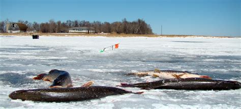 Young angler's triumph: 10-year-old girl lands massive surprise muskie ...