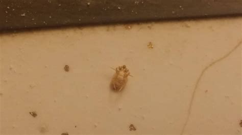 Found in bed, Colorado - lice? : whatsthisbug