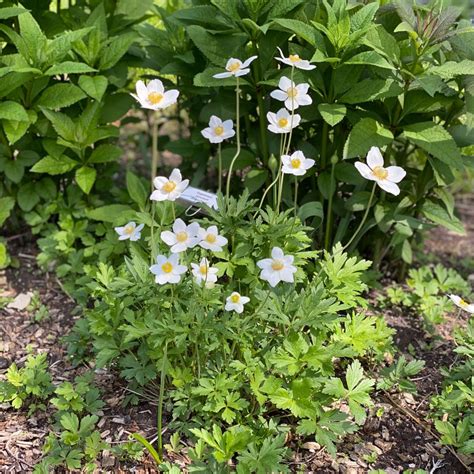 Anemone sylvestris - Midwest Groundcovers, LLC