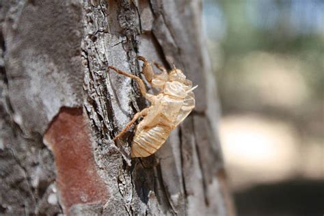 Cicada Cocoon Stock Photos, Pictures & Royalty-Free Images - iStock