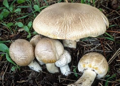 Top 10 Poisonous Mushrooms, Which are Just Not Worth it to Put in the ...