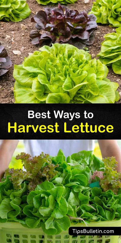 Harvesting Lettuce - How and When to Pick Lettuce