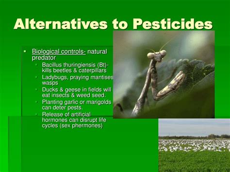 PPT - Pest Control PowerPoint Presentation, free download - ID:571822