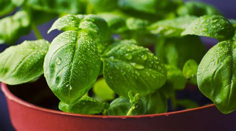 Benefits Of Basil Leaves - The Health Blog - Fidoc