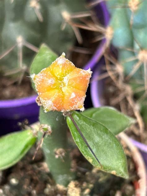 Astrophytum myriostigma 'Variegata' | Cactuses \ Astrophytum | Kaktusy ...