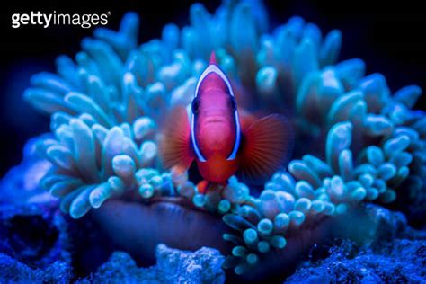 Tomato Clownfish and host anemone in underwater 이미지 (1191564823) - 게티이미지뱅크