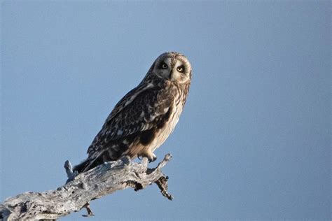 The 2 Owl Species Found in Hawaii (With Pictures & Info)