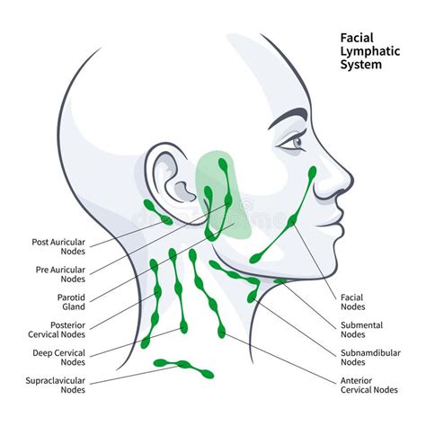 Lymph Nodes Face Neck Anatomy Stock Illustrations – 3 Lymph Nodes Face Neck Anatomy Stock ...