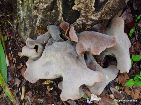 6 Facts About Wood Ear Fungus - New Zealand Nature Guy