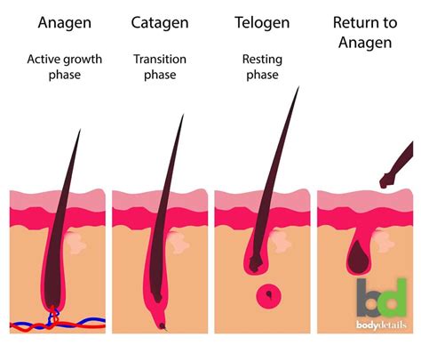 3 Stages of Hair Growth & Why They Matter for Laser Hair Removal