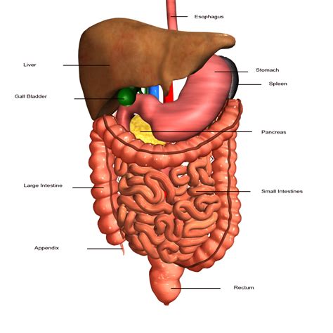 Well Labelled Diagram Of Digestive System