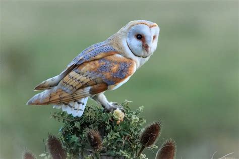 Texas Owl Species and Where to Find Them – Birding Locations