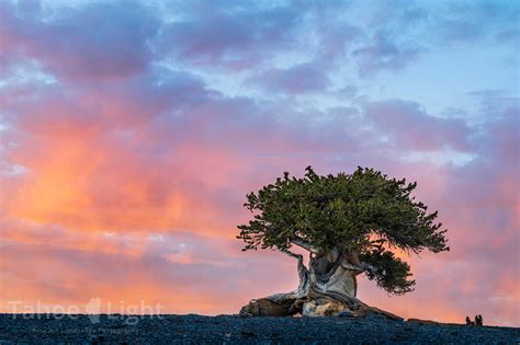 Great Basin National Park | Tahoe Light Photography