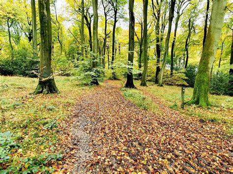 Beautiful Woodlands Routes for Walking and Hiking | Komoot