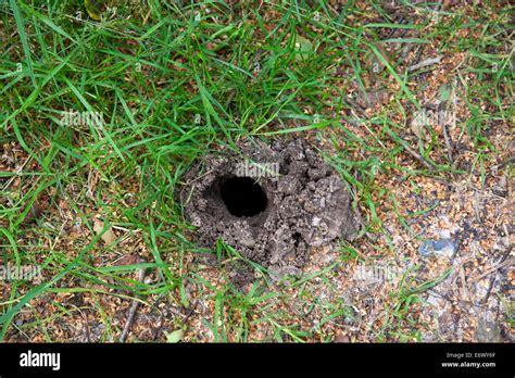 What Does A Mole Hole Look Like