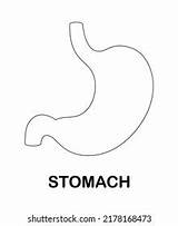 Colorear Página Con Stomach Para Niños Vector De Stock Libre  sketch template
