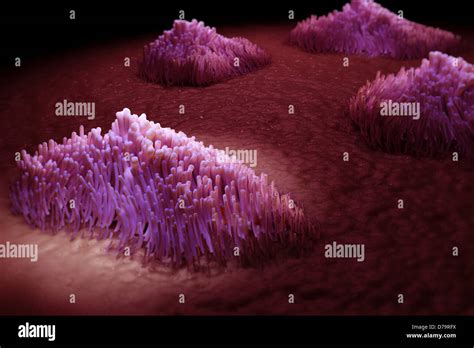 Cilia Respiratory Tract Stock Photo - Alamy