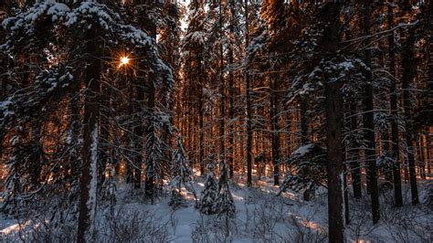 Winter Forest at Sunset