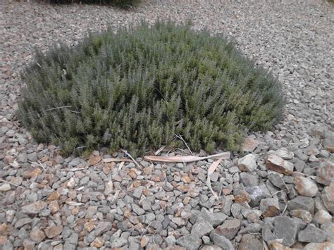 Xtremehorticulture of the Desert: Rosemary Dies When the Soil Is Kept Wet