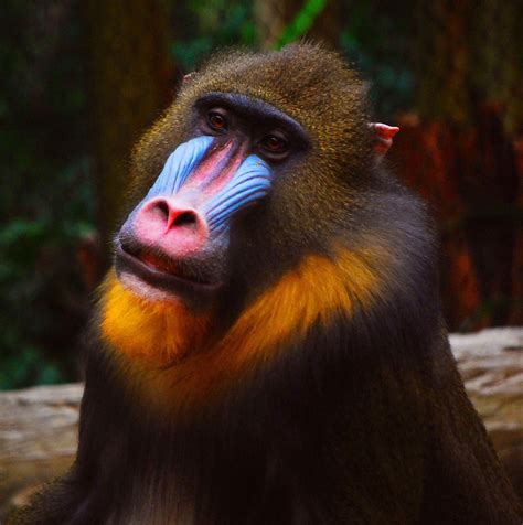 Mandrill male Mandrill, Monkey Species, Monkey Wallpaper, Maturin, Nature Color Palette, Parc ...