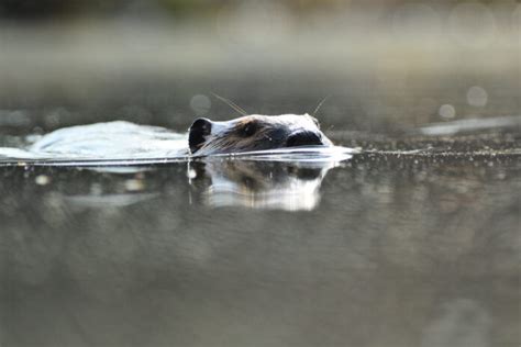 A keystone species: Beavers have big impact on wetlands – Farm and ...