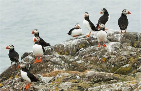 Anglesey Boat Trips - Trips - Puffin Island