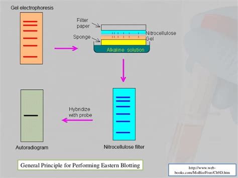 Eastern blotting Technique