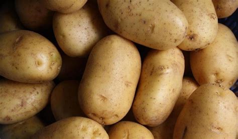 New Zealand. The couple was discovering the world's largest potato in their area