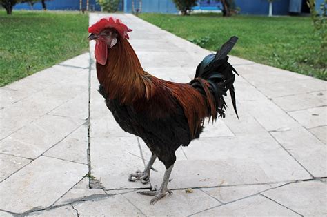 Denizli Rooster | colleenewood | Flickr