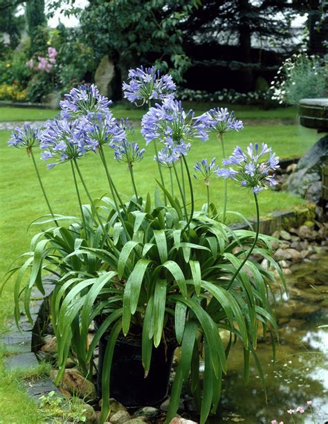 Agapanthus africanus species (African lily) - Plantinfo