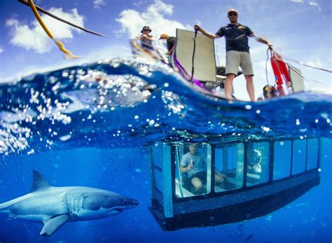 Shark Cage Diving with Great White Sharks. Port Lincoln, South Australia.